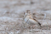 Škovránka krátkoprstá - Calandrella brachydactyla - Greater Short-toed Lark