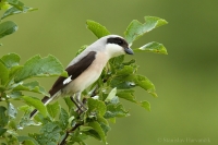 Strakoš kolesár - Lesser Grey Shrike