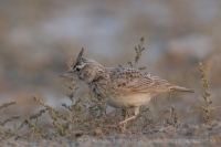 Pipíška chochlatá - Galerida cristata - Crested Lark