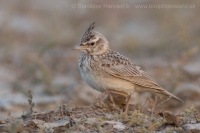 Pipíška chochlatá - Galerida cristata - Crested Lark