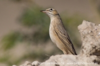 Ľabtuška dlhozobá - Anthus similis - Long-billed Pipit 