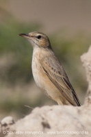 Ľabtuška dlhozobá - Anthus similis - Long-billed Pipit 