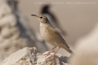 Ľabtuška dlhozobá - Anthus similis - Long-billed Pipit 