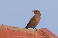 Skaliarik hnedý - Cercomela fusca - Brown Rock Chat