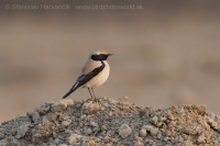 Skaliarik púšťový - Oenanthe deserti - Desert Wheatear