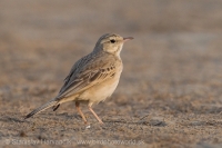 Ľabtuška poľná - Anthus campestris - Tawny Pipit