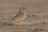 Ľabtuška poľná - Anthus campestris - Tawny Pipit