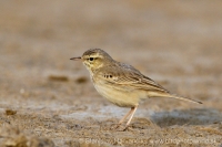 Ľabtuška poľná - Anthus campestris - Tawny Pipit
