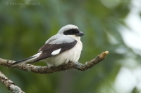 Strakoš kolesár - Lesser Grey Shrike