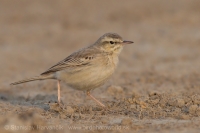 Ľabtuška poľná - Anthus campestris - Tawny Pipit