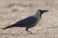Vrana lesklá - Corvus splendens - House Crow