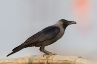 Vrana lesklá - Corvus splendens - House Crow