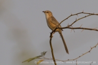 Timáliovec indický - Turdoides caudata - Common Babbler