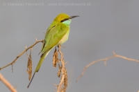 Včelárik východný - Merops orientalis - Green Bee-eater
