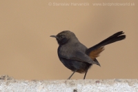 Šáma krovinová - Saxicoloides fulicatus - Indian Robin