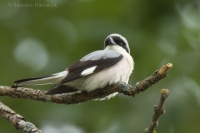 Strakoš kolesár - Lesser Grey Shrike