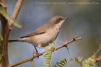Penica popolavá - Lesser Whitethroad - Lesser Whitethroad