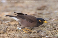 Škorec hnedý - Acridotheres tristis - Common myna