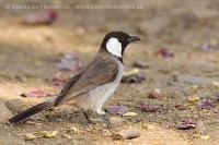 Bylbyl bielolíci - Pycnonotus leucotis - White-eared Bulbul