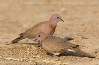 Hrdlička malá - Spilopelia senegalensis - Laughing Dove