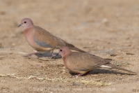 Hrdlička malá - Spilopelia senegalensis - Laughing Dove