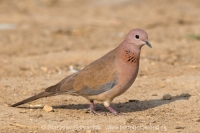 Hrdlička malá - Spilopelia senegalensis - Laughing Dove