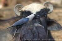 Vrana lesklá - Corvus splendens - House Crow