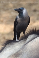Vrana lesklá - Corvus splendens - House Crow
