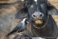 Vrana lesklá - Corvus splendens - House Crow