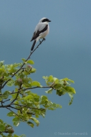 Strakoš kolesár - Lesser Grey Shrike