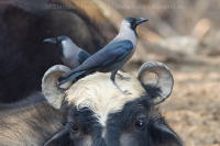 Vrana lesklá - Corvus splendens - House Crow