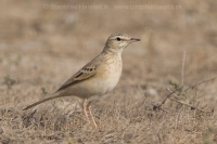 Ľabtuška poľná - Anthus campestris - Tawny Pipit
