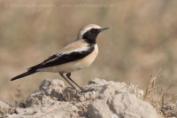 Skaliarik púšťový - Oenanthe deserti - Desert Wheatear