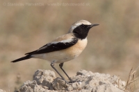 Skaliarik púšťový - Oenanthe deserti - Desert Wheatear