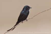 Drongo lýrochvostý - Dicrurus macrocercus - Black Drongo