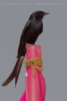 Drongo lýrochvostý - Dicrurus macrocercus - Black Drongo