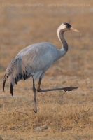 Žeriav popolavý - Grus grus - Common Crane