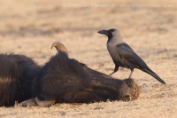 Vrana lesklá - Corvus splendens - House Crow