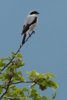 Strakoš kolesár - Lesser Grey Shrike