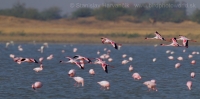 Plameniak menší - Phoeniconaias minor - Lesser Flamingo
