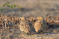Stepiar tmavobruchý - Pterocles exustus - Chestnut-bellied Sandgrouse