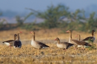 Hus divá - Anser anser - Greylag Goose