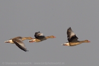 Hus divá - Anser anser - Greylag Goose