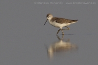 Kalužiak štíhly - Tringa stagnatilis - Marsh Sandpiper