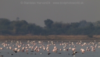 Plameniak menší - Phoeniconaias minor - Lesser Flamingo