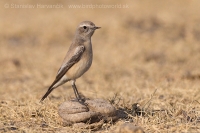 Skaliarik púšťový - Oenanthe deserti - Desert Wheatear