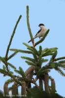 Strakoš kolesár - Lesser Grey Shrike
