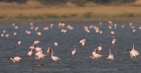 Plameniak menší - Phoeniconaias minor - Lesser Flamingo