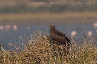 Orol hrubozobý - Aquila clanga - Greater Spotted Eagle
