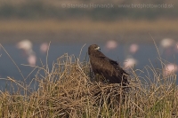 Orol hrubozobý - Aquila clanga - Greater Spotted Eagle